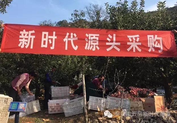 【五馬店產(chǎn)地直采】美味可口的沂源富士等您選！