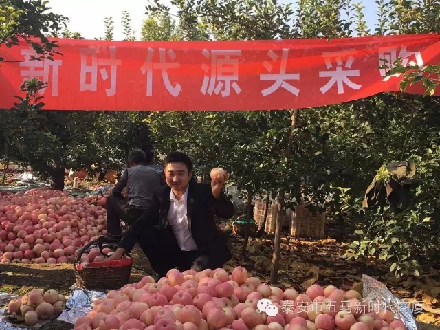 【五馬店產(chǎn)地直采】美味可口的沂源富士等您選！