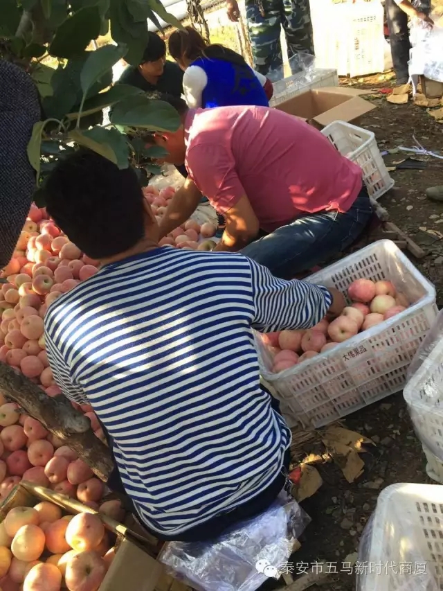 【五馬店產(chǎn)地直采】美味可口的沂源富士等您選！