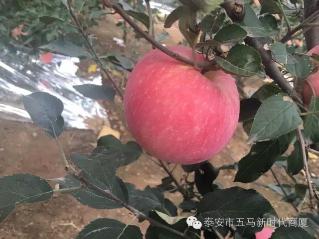 【五馬店產(chǎn)地直采】美味可口的沂源富士等您選！